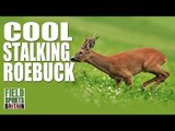 Fieldsports Britain - Cool Stalking Roebuck