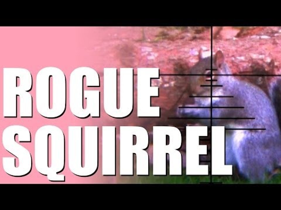 Rogue squirrel! How to shoot pests with a pellet gun in your back garden