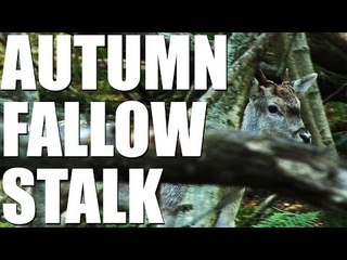 Autumn Fallow Buck stalking