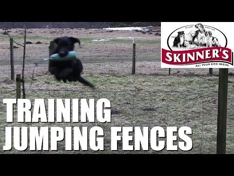 Gundog training tips - Jumping fences