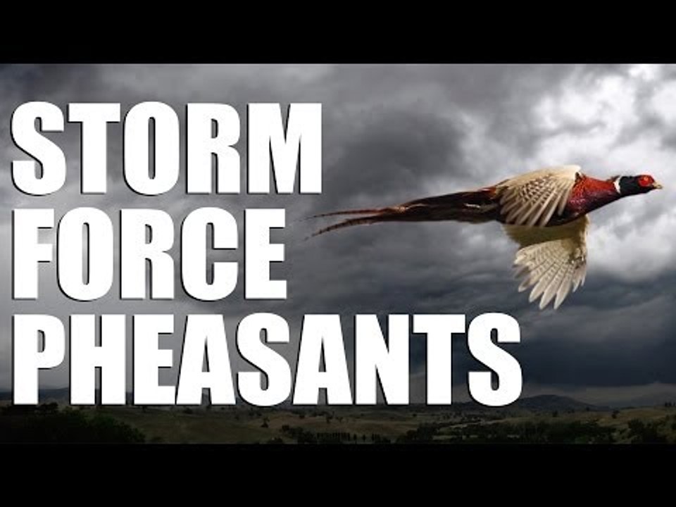 Pheasant shooting in stormforce winds