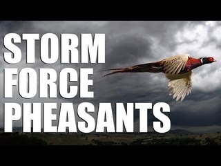 Pheasant shooting in stormforce winds