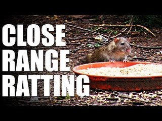 Close range ratting with a springer