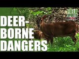 Fieldsports Britain - Stalking Muntjac - deer-borne dangers