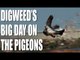 George Digweed's big day on the pigeons