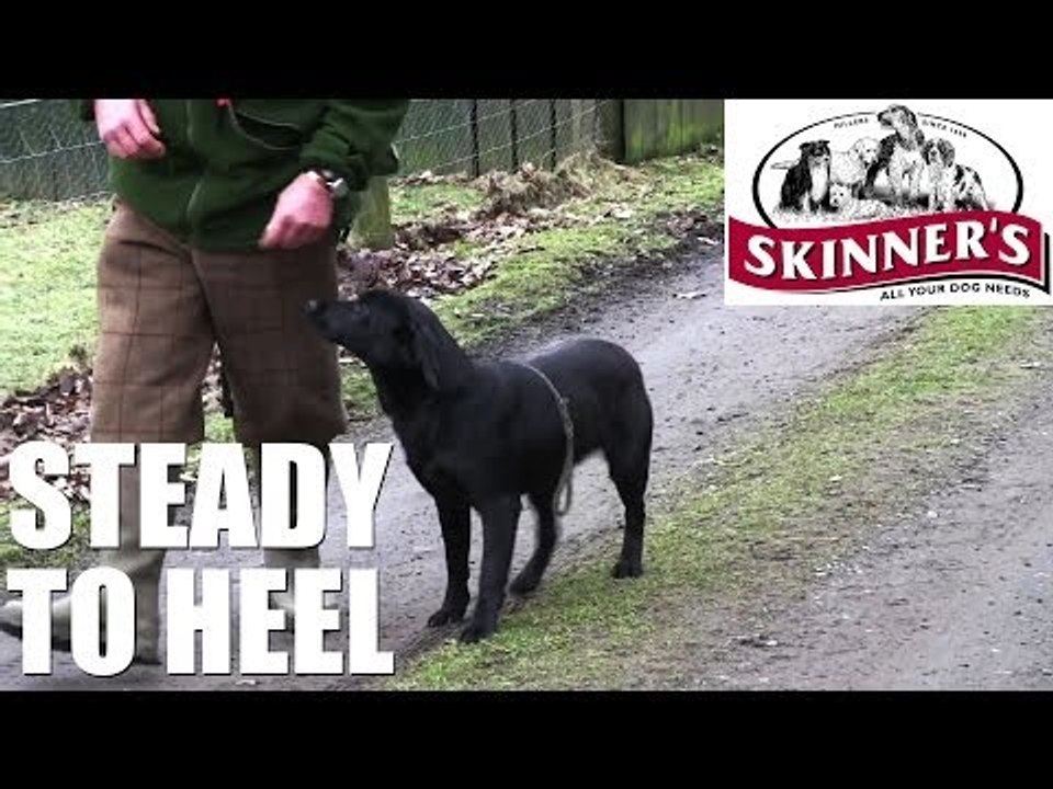 Gundog training tips - Steady to heel