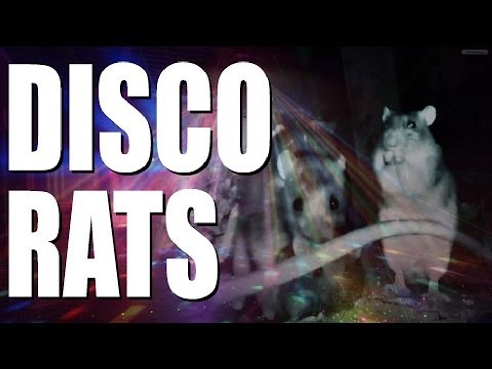 Disco Rats