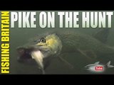 Pike on Dead Bait - Fishing Britain episode 18