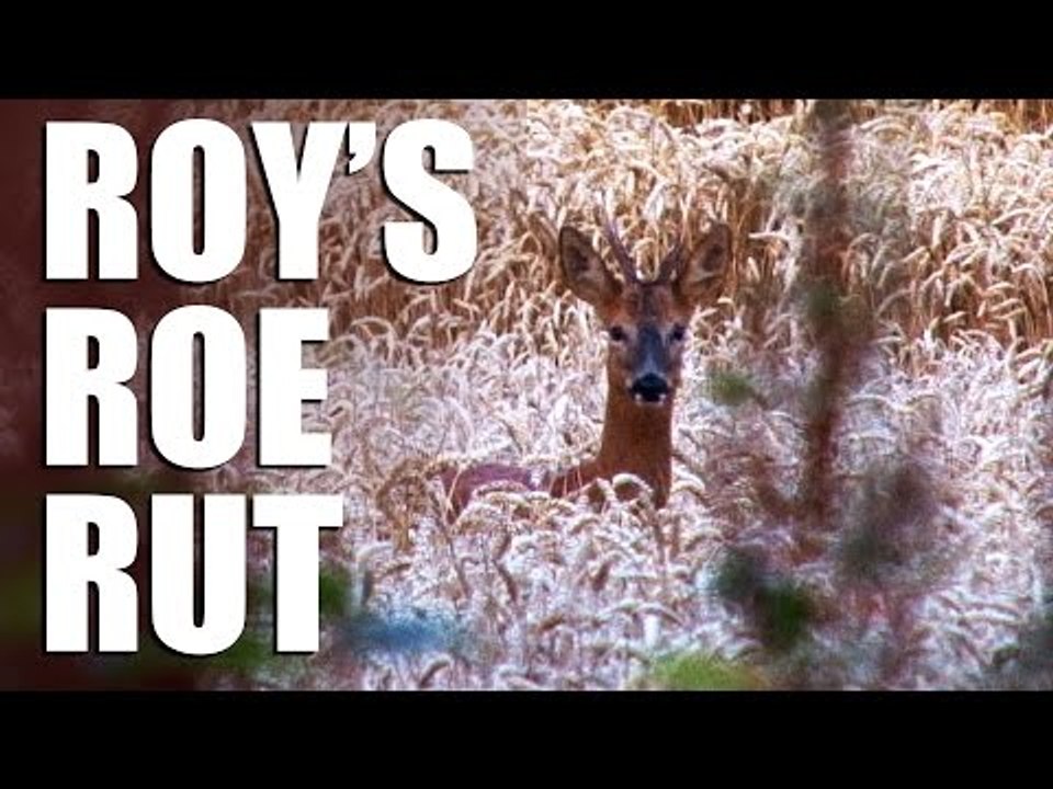 Roy's Roe Rut