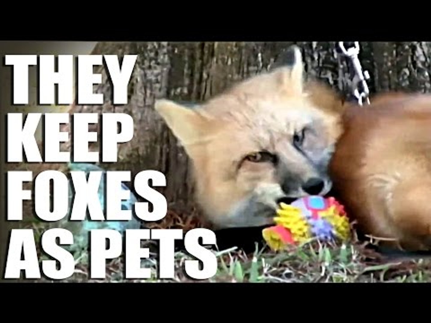 Fieldsports Channel News - de-wilded foxes sell for £5K