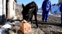 Bitlis'te donmak üzere olan iki eşek kurtarıldı