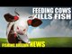Feeding Cows Kills Fish - Fishing Britain NEWS