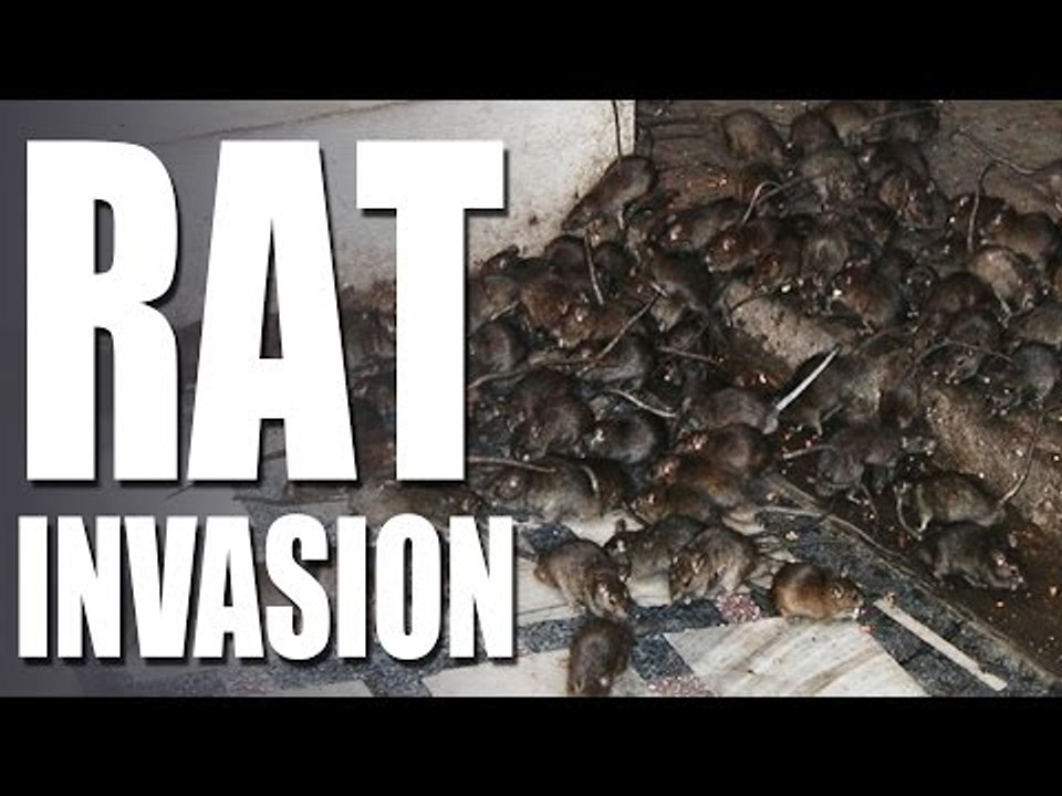 HotAir - Rat Invasion