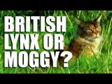Fieldsports Channel News - British Lynx or Ordinary Moggy?