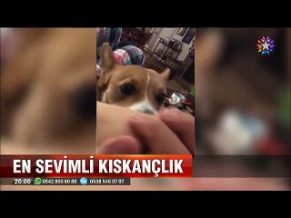 Sahiplerini elele tutuşturmayan kıskanç köpek