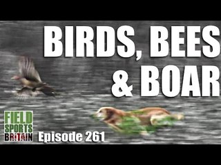 Fieldsports Britain - Birds, Bees & Boar