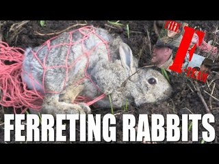 Ferreting Rabbits - it's the F-Team.