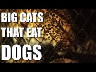 Big Cats That Eat Dogs - Fieldsports Channel News