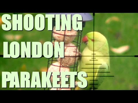 Shooting Parakeets in London