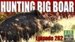 Fieldsports Britain - Hunting Big Boar
