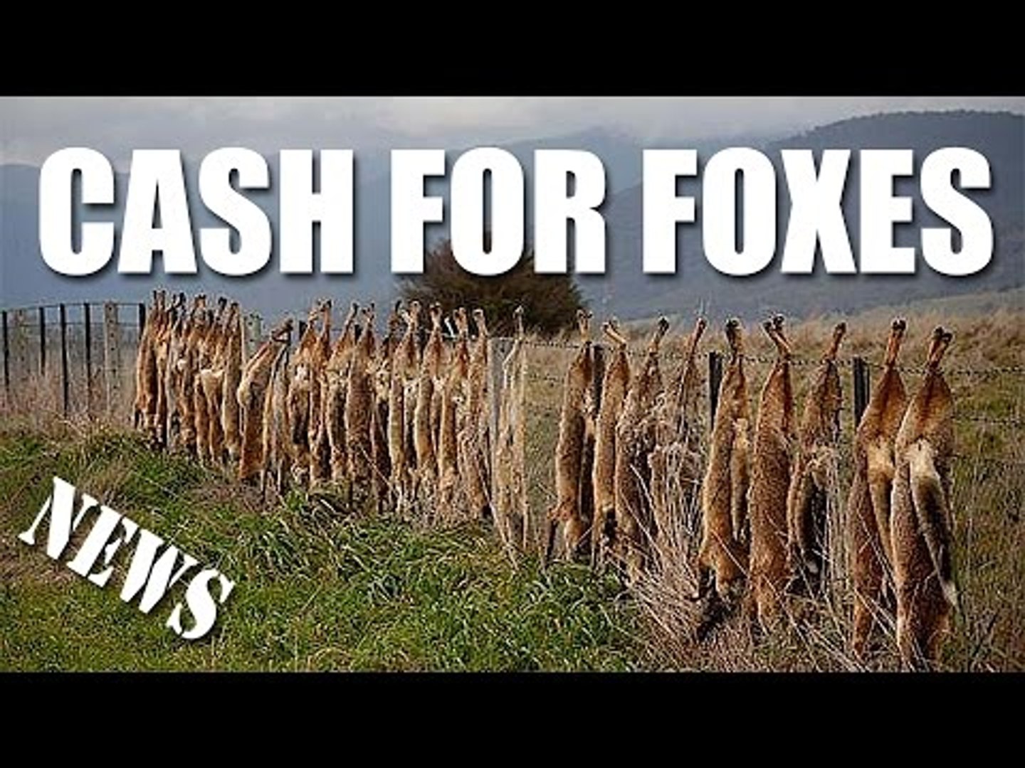 Cash for foxes - Fieldsports Channel News