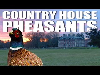 Country House Pheasants: Shaftesbury Estate
