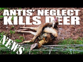 Antis' Neglect Kills Deer - Fieldsports Channel News