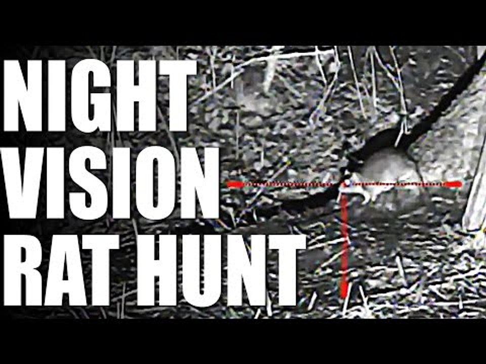 Night Vision Rat Hunt