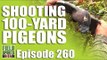 Fieldsports Britain - Shooting 100-yard Pigeons