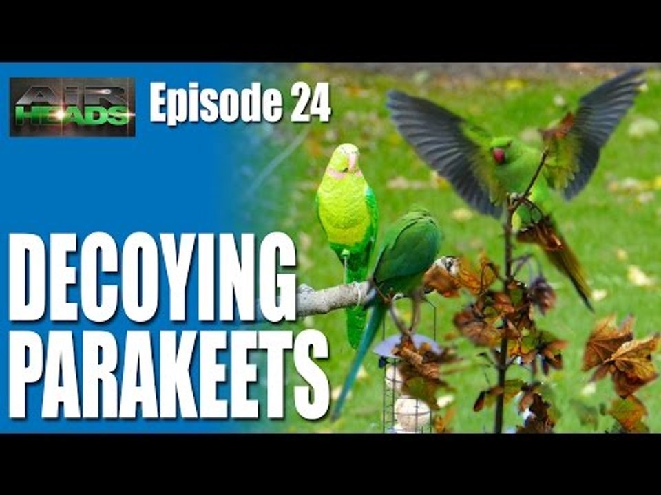 AirHeads - Decoying Parakeets