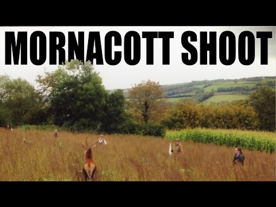 Fabulous pheasants (and deer) at Mornacott Shoot