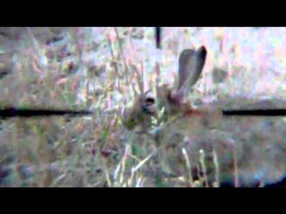 More Pellet Power & Performance: Roy on Rabbits