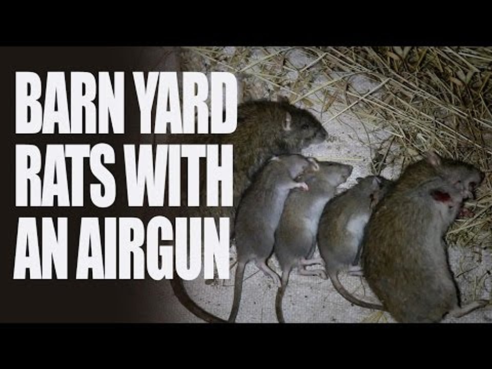 Barnyard Rats with an Airgun - video Dailymotion