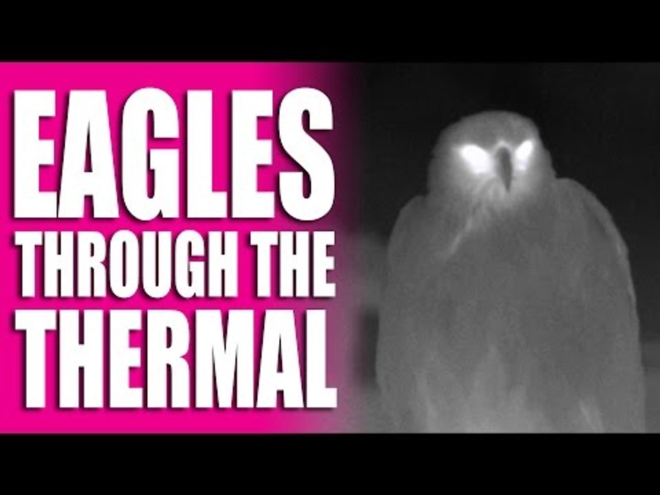 Eagles through the thermal imager