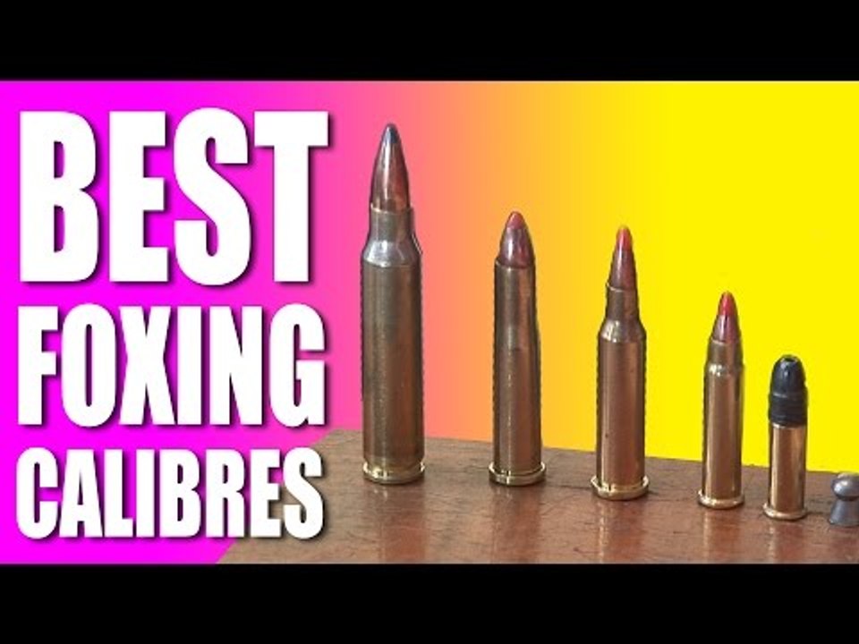 Best foxshooting calibres