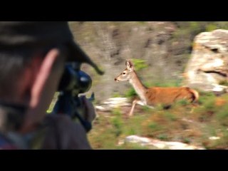 Hunting driven deer