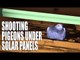 Shooting Pigeons under Solar Panels