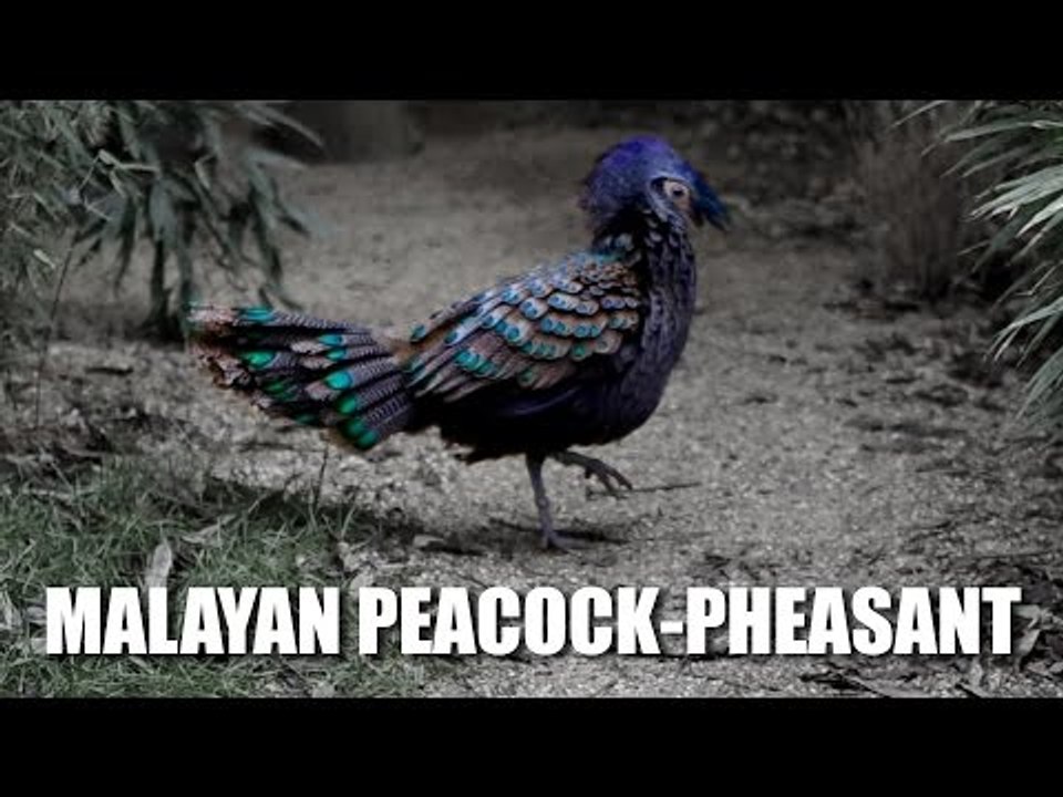 Malayan peacock-pheasant