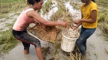 Amazing Fishing at Cambodia - Beautiful girl traditional fishing at Cambodia