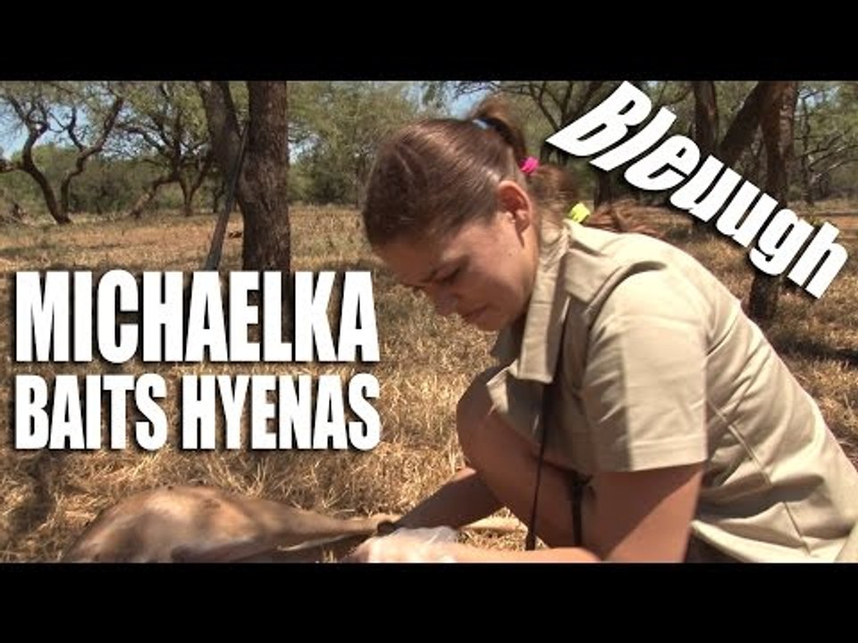 Michaelka baits hyenas