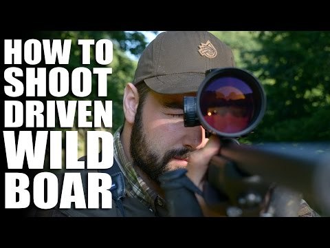 How to Shoot Driven Wild Boar
