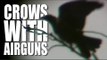 Shooting Crows with Airguns