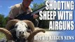 Shooting Sheep with Airguns - HotAir airgun news