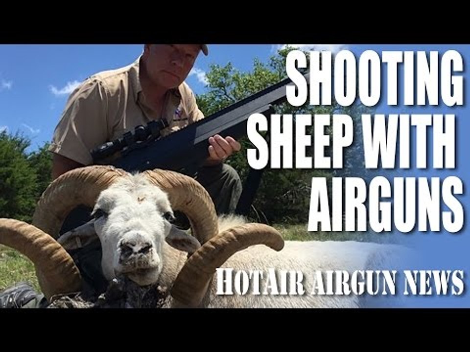 Shooting Sheep with Airguns - HotAir airgun news