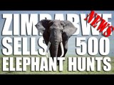 Zimbabwe sells 500 Elephant Hunts - Fieldsports Channel News