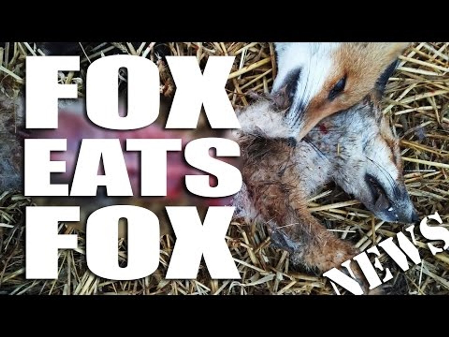 ⁣Fox Eats Fox - Fieldsports Channel News
