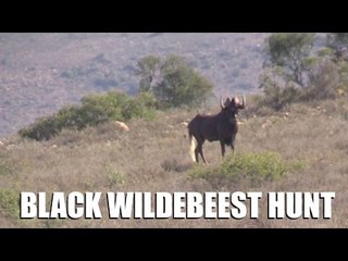 Black Wildebeest Hunt