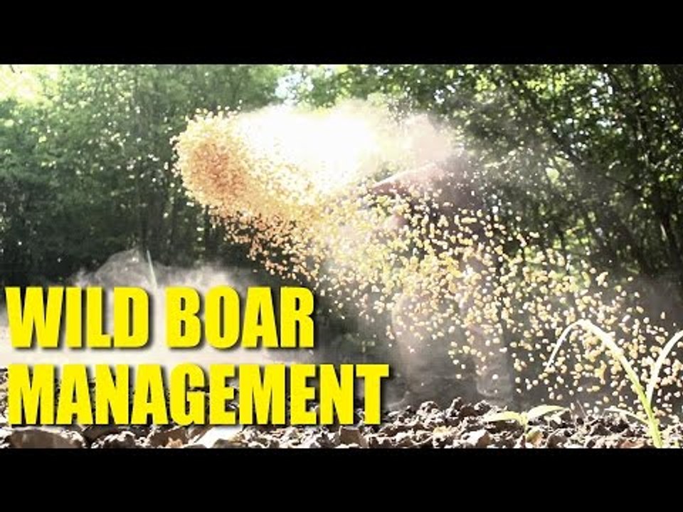 Wild Boar Management