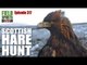 Fieldsports Britain - Scottish hare hunt with eagles