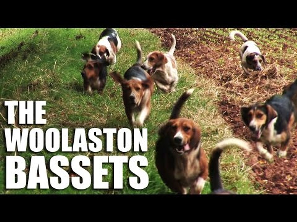 The Woolaston Bassets
